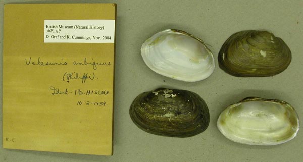 specimen