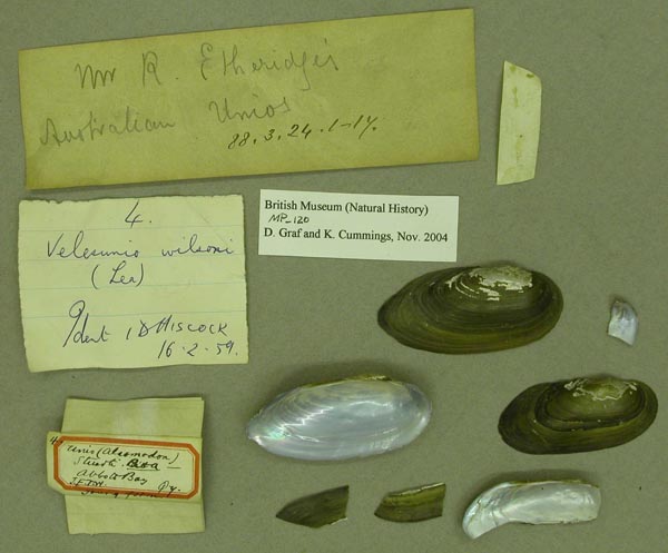specimen