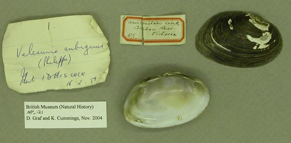 specimen