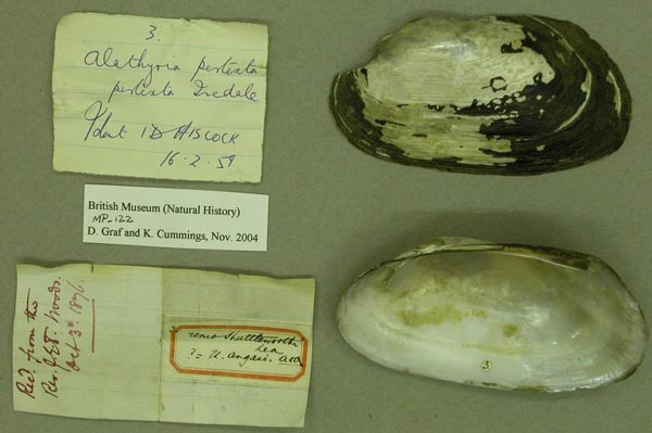 specimen