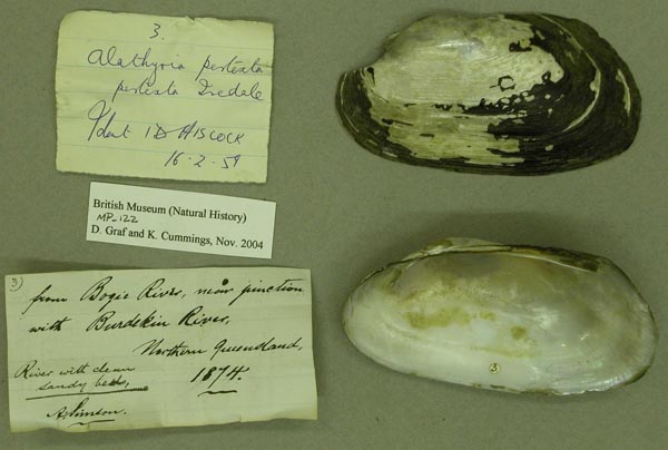 specimen