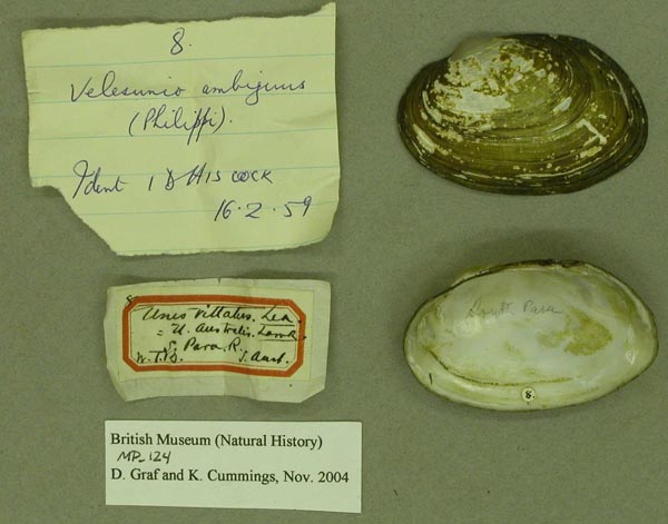specimen