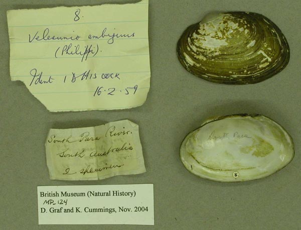 specimen