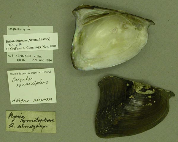 specimen