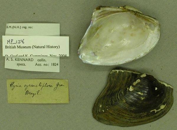 specimen