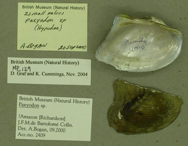 specimen
