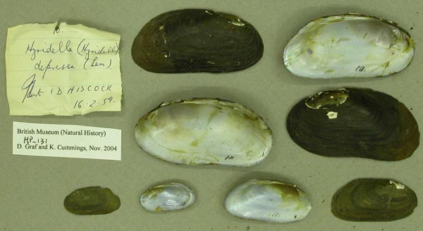 specimen