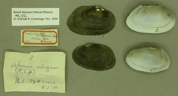 specimen
