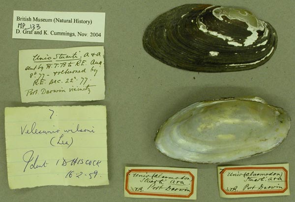 specimen