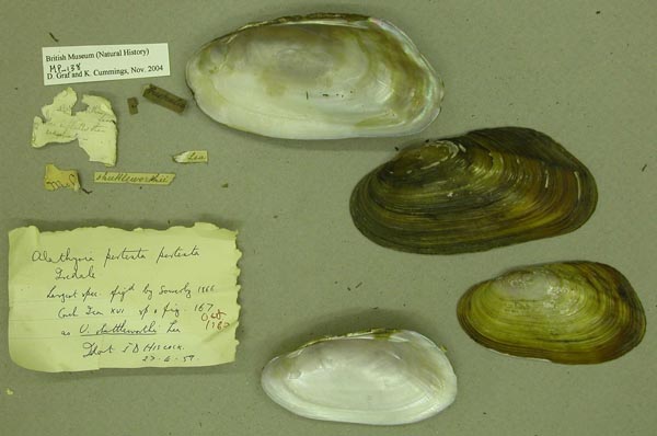 specimen