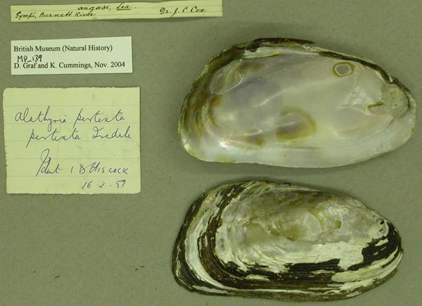 specimen