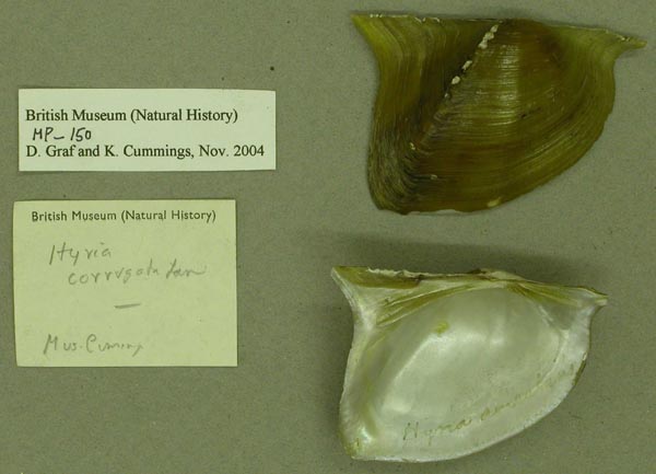 specimen