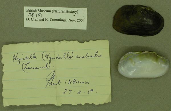 specimen