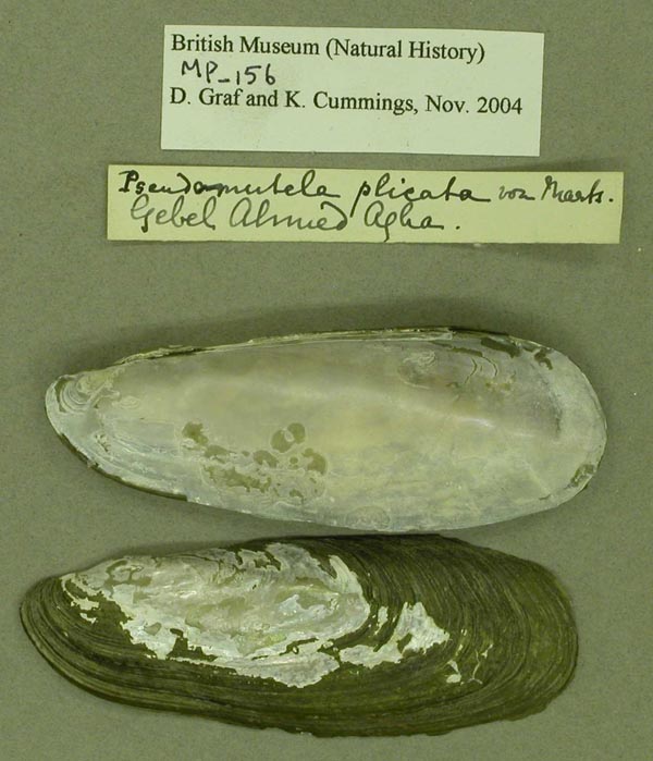 specimen