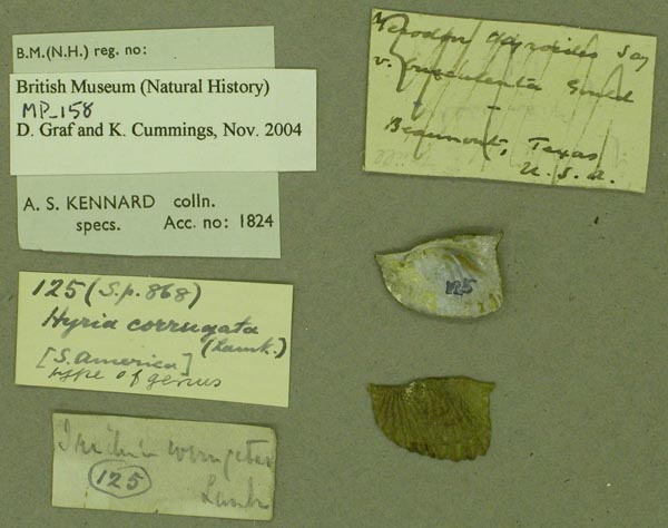 specimen