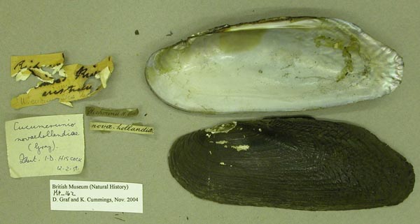 specimen