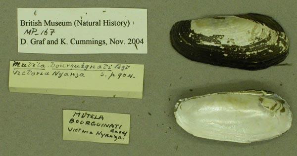 specimen