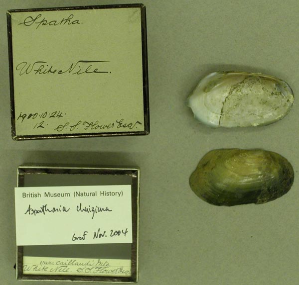 specimen