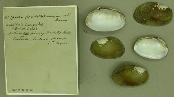 specimen