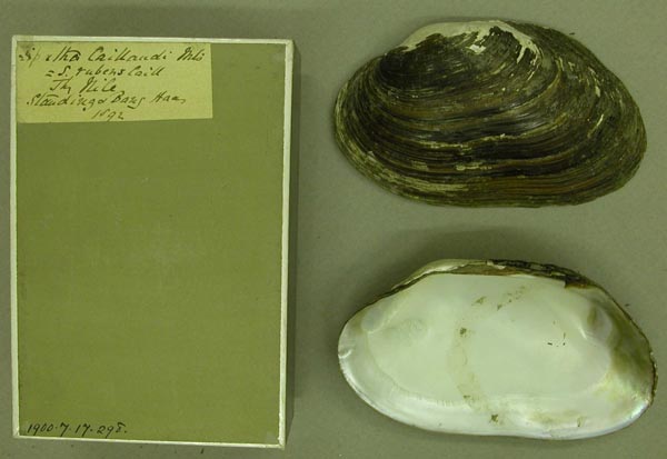 specimen