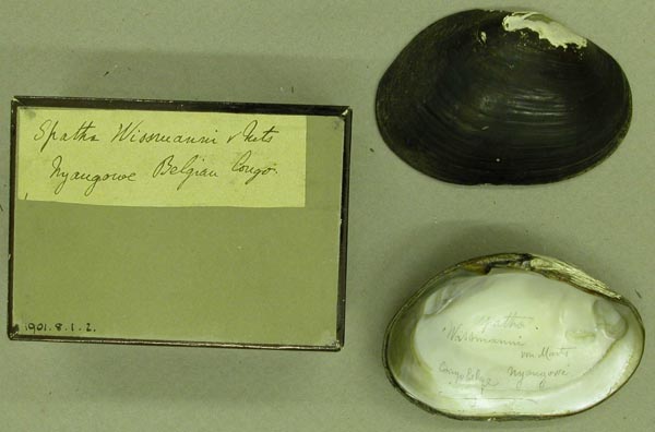 specimen