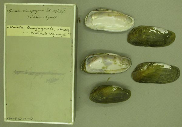 specimen