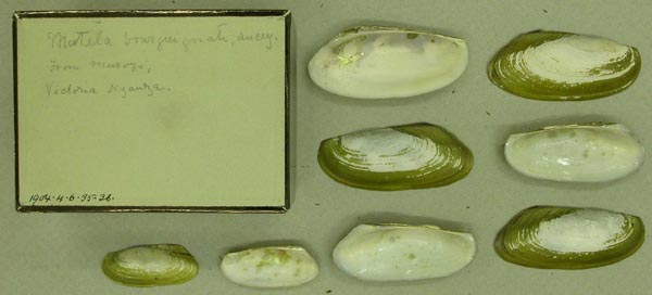 specimen