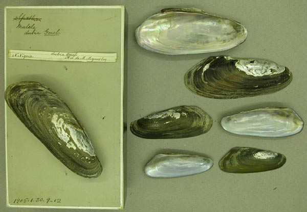 specimen