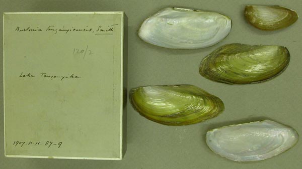 specimen