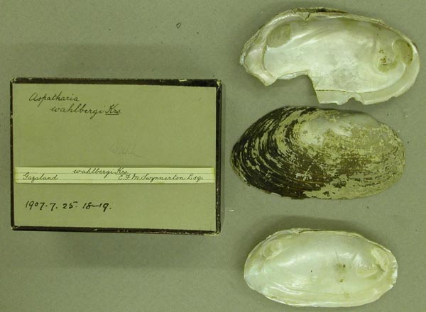 specimen