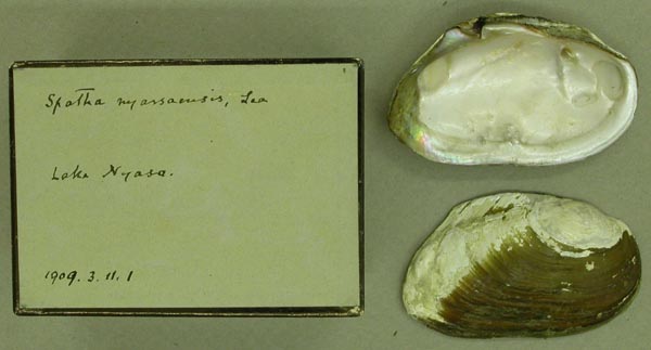 image of lot BMNH_1909-3-11-1 image of lot BMNH_1909-3-11-1