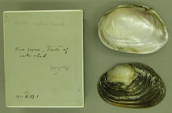 specimen
