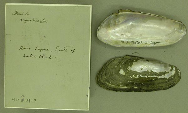 specimen
