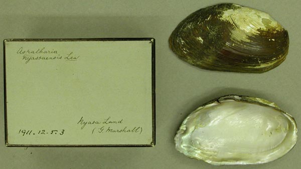 image of lot BMNH_1911-12-5-3 image of lot BMNH_1911-12-5-3