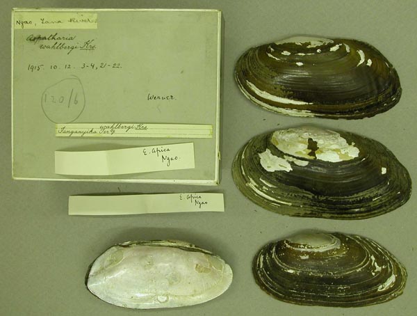 specimen