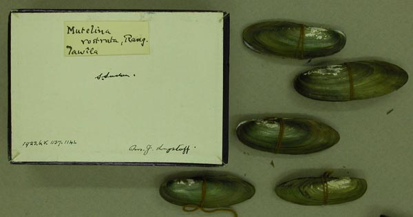 specimen