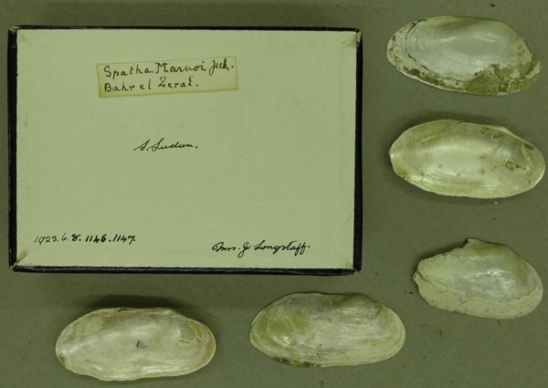 specimen