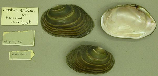 specimen