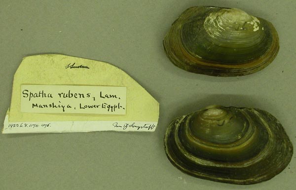 specimen