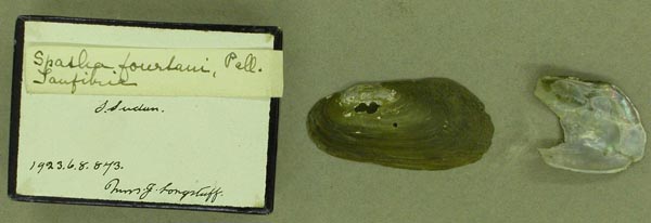 specimen
