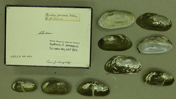 specimen