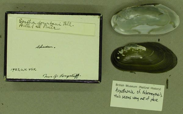specimen