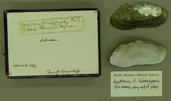 specimen