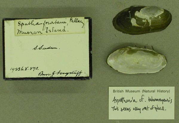 specimen