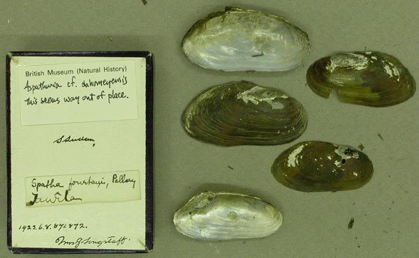 specimen