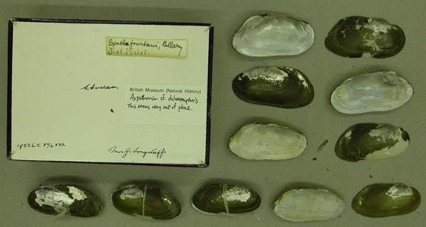 specimen