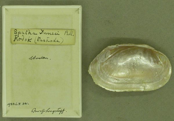 specimen