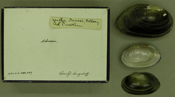 specimen