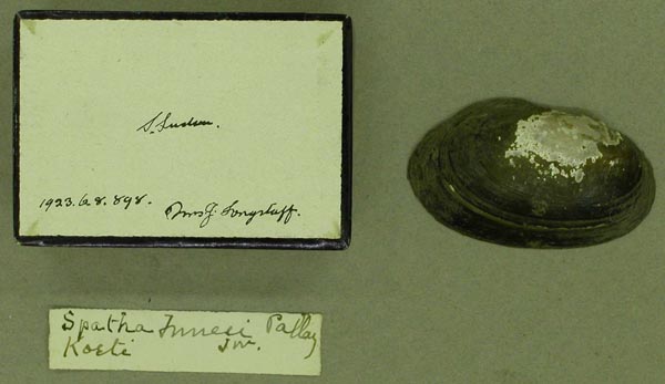 specimen