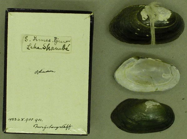 specimen